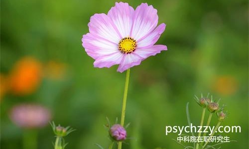 中科院心理所在職研究生