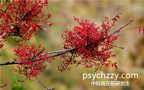 中科院心理所在職研究生
