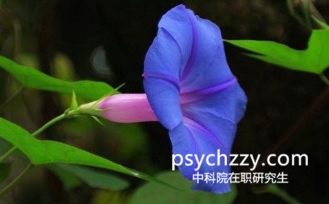 中科院心理所在職研究生